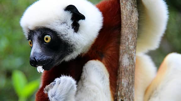 Anja Community Reserve - Ring-tailed lemur haven - Madagascar