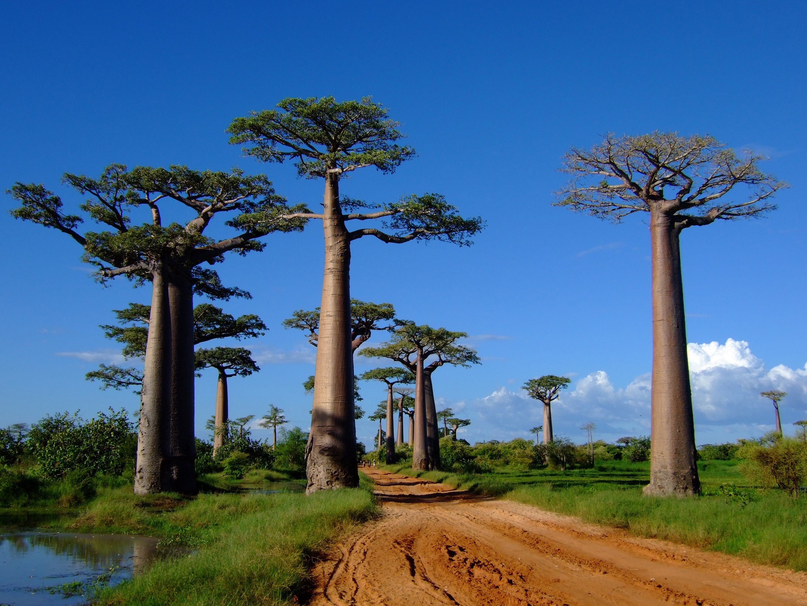 Morondava Coast - Gateway to baobabs & tsingy - Madagascar